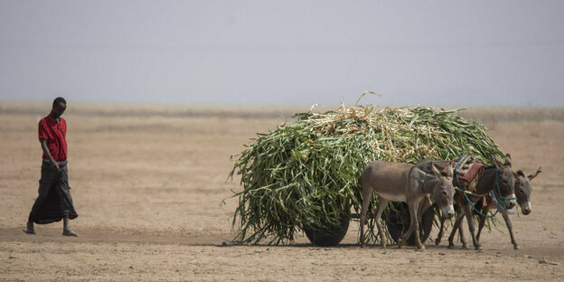 Ein Mann geht hinter einem Karren mit Tierfutter her, der von Eseln gezzogen wird, staubige Wüstenlandschaft