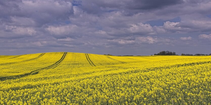 Ein Rapsfeld unter dunklem HImmel