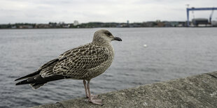 Eine Möwe vor der Kieler Förde