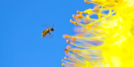 Eine Land Außenaufnahme von einer Biene vor blauem Himmel die eine Blume bestäubt
