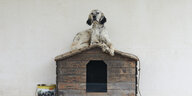 Ein Hund auf einer Hütte