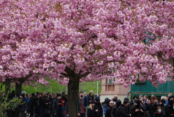 Schwarz gekleidete Menschen stehen unter einem rosa blühenden Kirschbaum