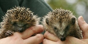 Zwei kleine Igel in den Händen eines Tierschützers