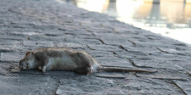 Eine tote Ratte auf einer Straße