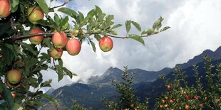 Reife rote Äpfel vor südtiroler Bergkulisse