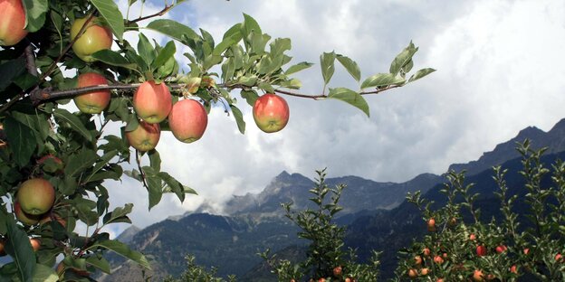 Reife rote Äpfel vor südtiroler Bergkulisse