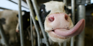 Ein Kalb streckt im Stall die Zunge raus