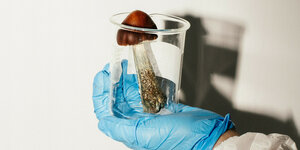 Ein Forscher hält einen Pilz in die Höhe, der den begehrten Wirkstoff Psilocybin enthält