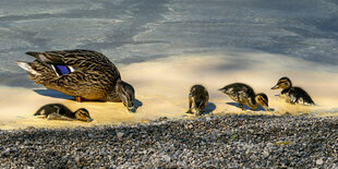 Eine Ente und vier Küken