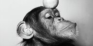 Porträt des Affen Petermann