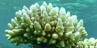 Rifflandschaft mit ausgebleichten Korallen