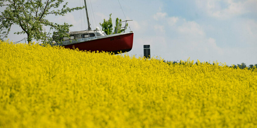 Boot im Rapsfeld