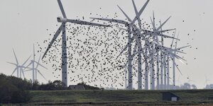 Vogelschwarm zwischen Windrädern
