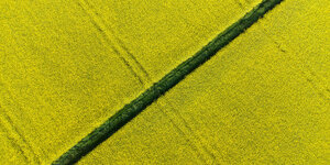 Diagonaler Feldweg in einem gelb leuchtenden Rapsfeld