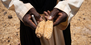 Ein Bauer hält einen geschädigten Maiskolben in der Hand
