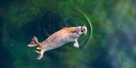 Getupfte Robbe schwimmt in grünem Wasser