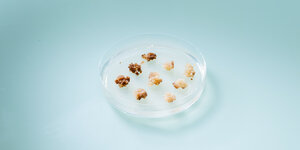 Kleine Kakaozellen in der Petrischale