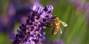 Eine Biene an einer Lavendelblüte