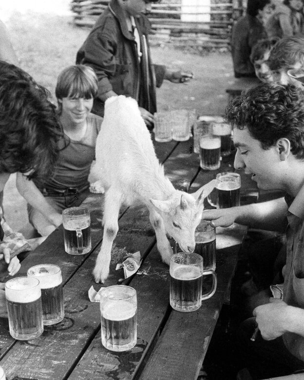 Eine Ziege steht auf einer Bierbank und will aus einem Bierglas trinken