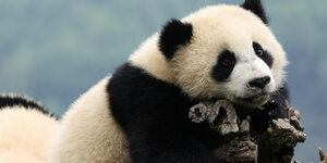 Ein großer Panda lehnt sich auf auf einen Baumstumpf
