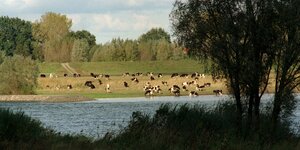 Kühe weiden in den Elbauen bei Klein Kühren in Niedersachsen.