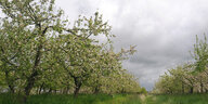 Apfelbäume im Alten Land