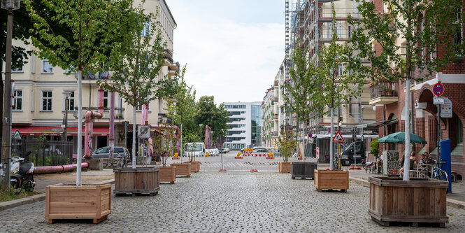 Bäume in Kübeln stehen auf leerer Straße