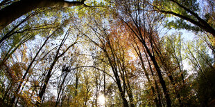 Ein Wald mit Bäumen und Sonnenschein