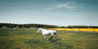 Ein Pferd galoppiert über eine Weide. Im Hintergrund blüht ein Rapsfeld
