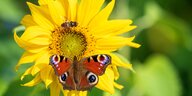 Ein Schmetterling und eine Biene an einer Sonnenblume