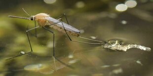 Eine Mücke sitzt im Wasser