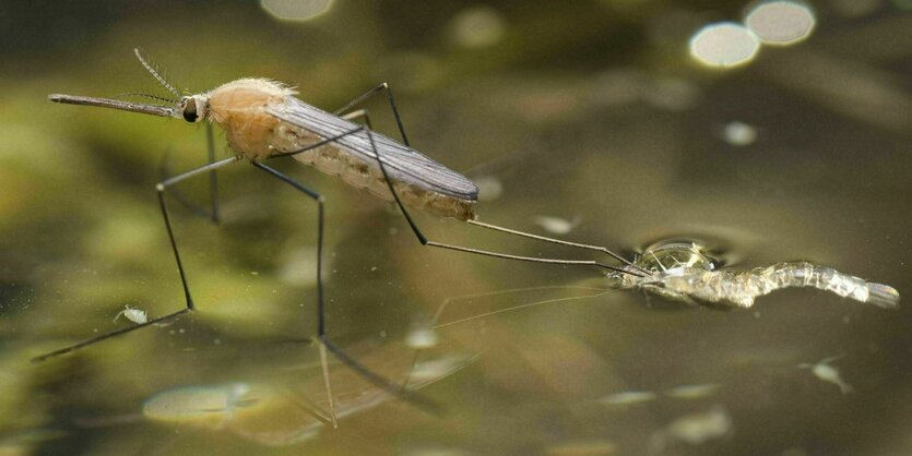 Eine Mücke sitzt im Wasser