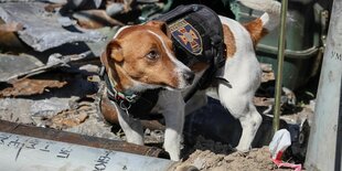 Hund zwischen Metallschrott
