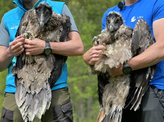 Die Bartgeierweibchen Wally (l) und Bavaria werden vor ihrem Transport im Nationalpark Berchtesgaden gezeigt.