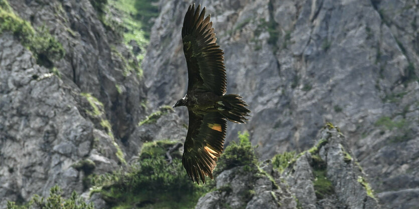 Der inzwischen vertorbene Bartgeier Wally bei einem ihrer frühen Flüge über dem Nationalpark Berchtes­gaden