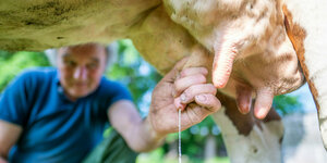 Ein Landwirt melkt eine Kuh