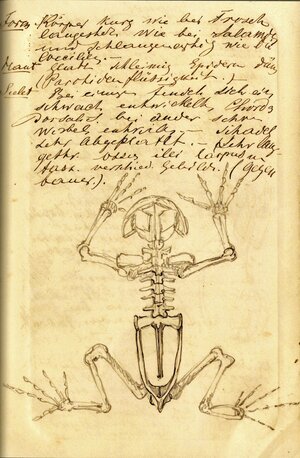 Mikluchos Mitschrift: Skelett eines Frosches mit Erklärung