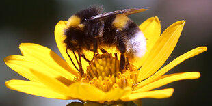 Nahaufnahme einer Erdhummel, die auf einer gelben Blüte sitzt