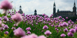 Eine Blumenwiese vor der Dresdner Altstadt.