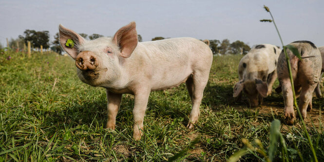 Schweine auf einer Weide