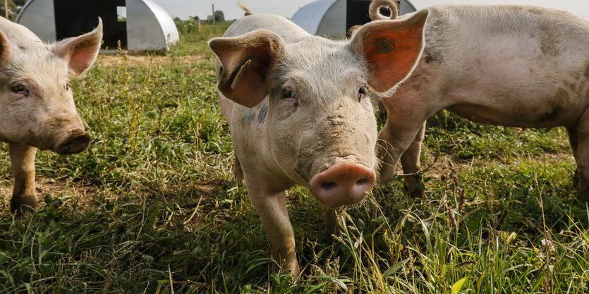 Schwein auf Wiese schaut in die Kamera