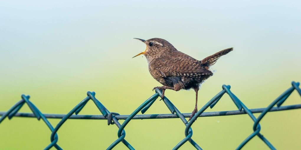 Ein Singvogel auf einem Gartenzaun