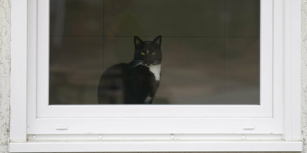 Katze hinter Fensterscheibe