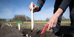 Auf einem Feld wird Spargel mit einem Spargelstecher geerntet.