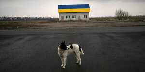 schwarz-weißer kleiner Hund vor einem alleinstehenden Haus, das Dach in den Farben der Ukraine gestrichen