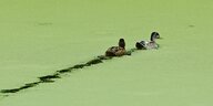 Zwei Enten schwimmen in einem Teich, der mit grünen Wasserlinsen bedeckt ist.