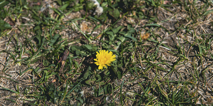 Eine Löwenzahl-Blüte auf einer trockenen Wiese