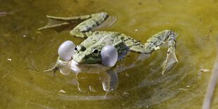 Frosch im Wasser mit aufgeblasenen Schallblasen