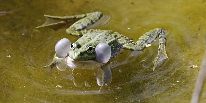 Frosch im Wasser mit aufgeblasenen Schallblasen