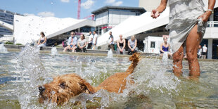 Ein Hund rennt durch einen Brunnen